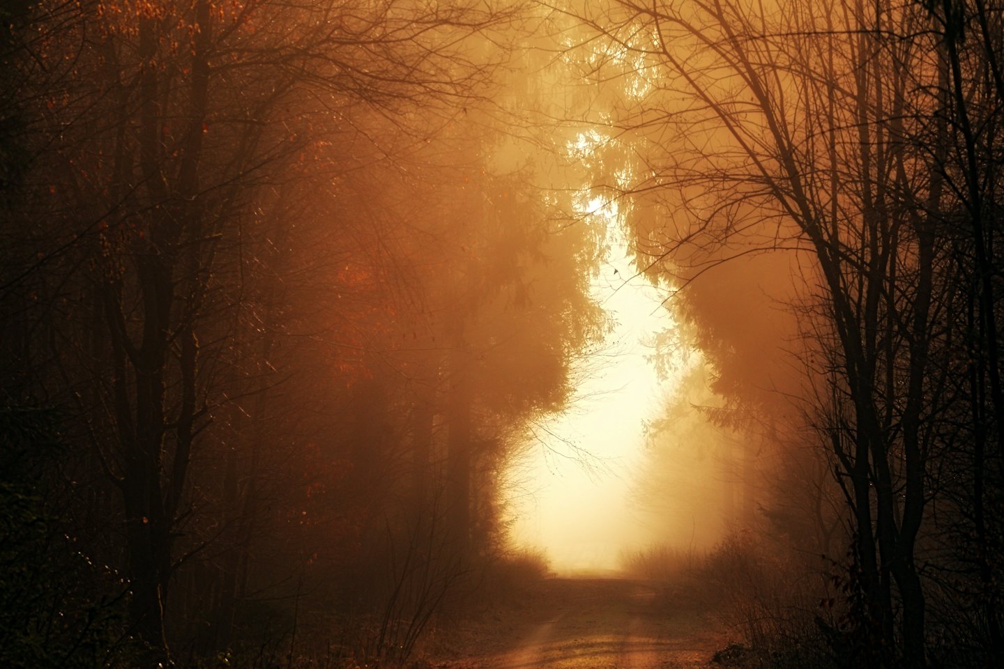 A winding path leads through a foggy forest with trees.